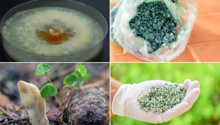 Biological Measures
